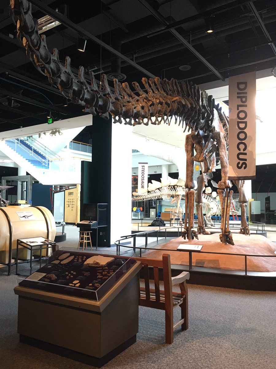 RENewberry's tweet photo. Longtime dream fulfilled: moving the #coprolite case under the #diplodocus tail. 💩🦕😂 @sciencemuseummn Thanks @Dr_CrocoGator for giving your approval! https://t.co/0RktivdHyh