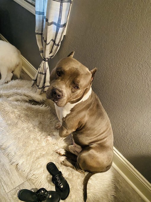 Angus disapproves of the bullshit. Hims dont like when mommy&rsquo;s mad. https://t.co/DfVxyMAHHR<a href="/tag/pantyhose"class="tags"><span>#pantyhose</span></a><a href="/tag/footjob"class="tags"><span>#footjob</span></a><a href="/tag/secretary"class="tags"><span>#secretary</span></a><a href="/tag/blackmailfeti"class="tags"><span>#blackmailfeti</span></a>