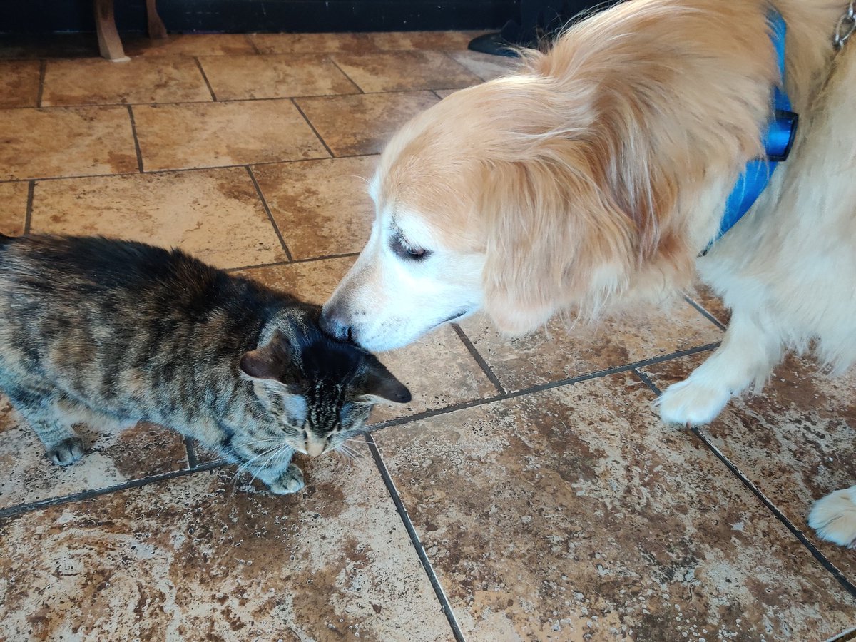 buckeyepuff's tweet photo. Bigly made a new friend today at the dog groomer! #biglypuff #superpuffer https://t.co/kyeZaneckc