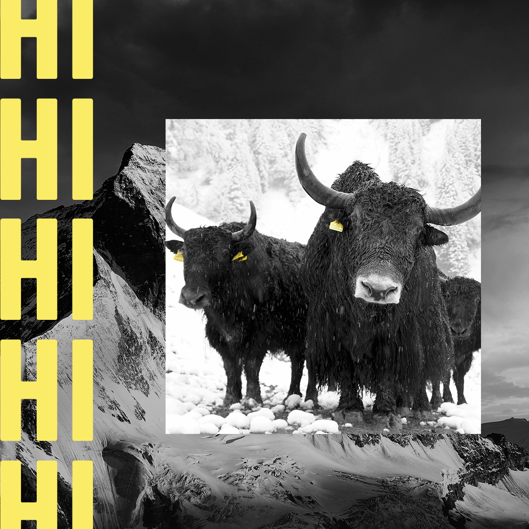 yak_live's tweet photo. Hi, we’re https://t.co/Y8T8zRfhjB — where you can tune into your favorite livestreams or try out something new. Either way, never miss a livestream again.

#yaklive #Live #Livestream #discover https://t.co/3pXhu0cN4t