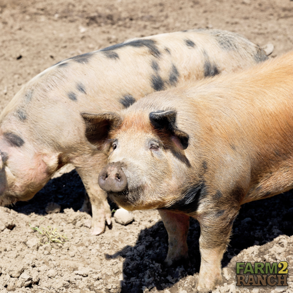 farm2_ranch's tweet photo. A pig's sense of smell is about 2000 times more powerful than a human's!

#farm2ranch #usedag #themoreyouknow #agriculture #letsgrowtogether https://t.co/byId3tdU1J