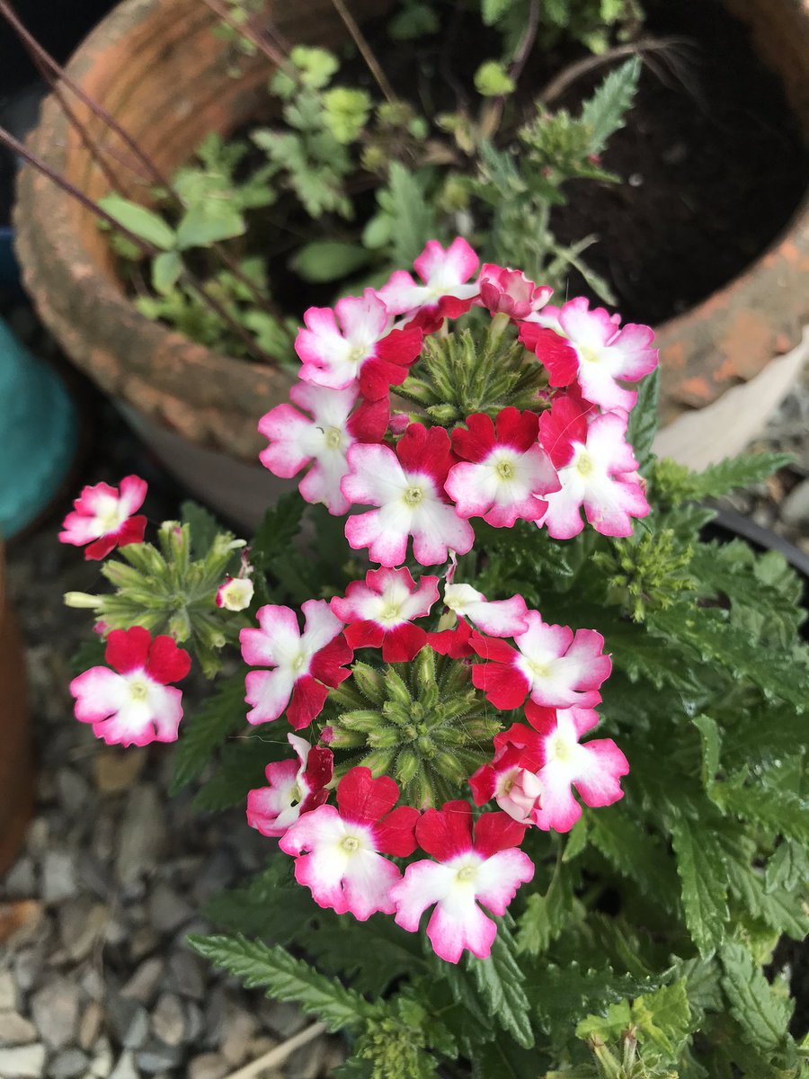 cronin_siobhan's tweet photo. Ah me oul #flowers - you gotta love ‘em! #westcorklife #gardens #littlefaces https://t.co/2mHFBEcpL0
