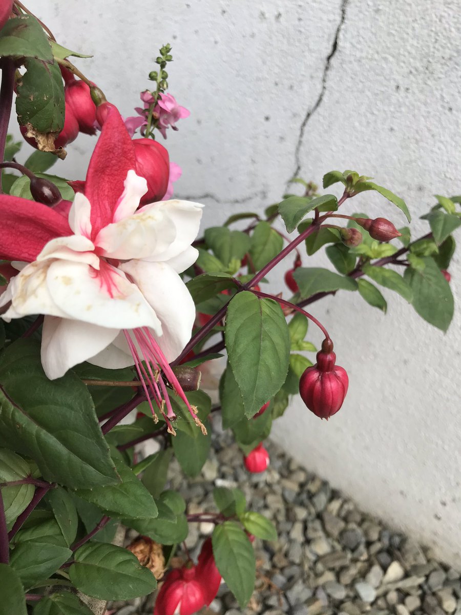 cronin_siobhan's tweet photo. Ah me oul #flowers - you gotta love ‘em! #westcorklife #gardens #littlefaces https://t.co/2mHFBEcpL0