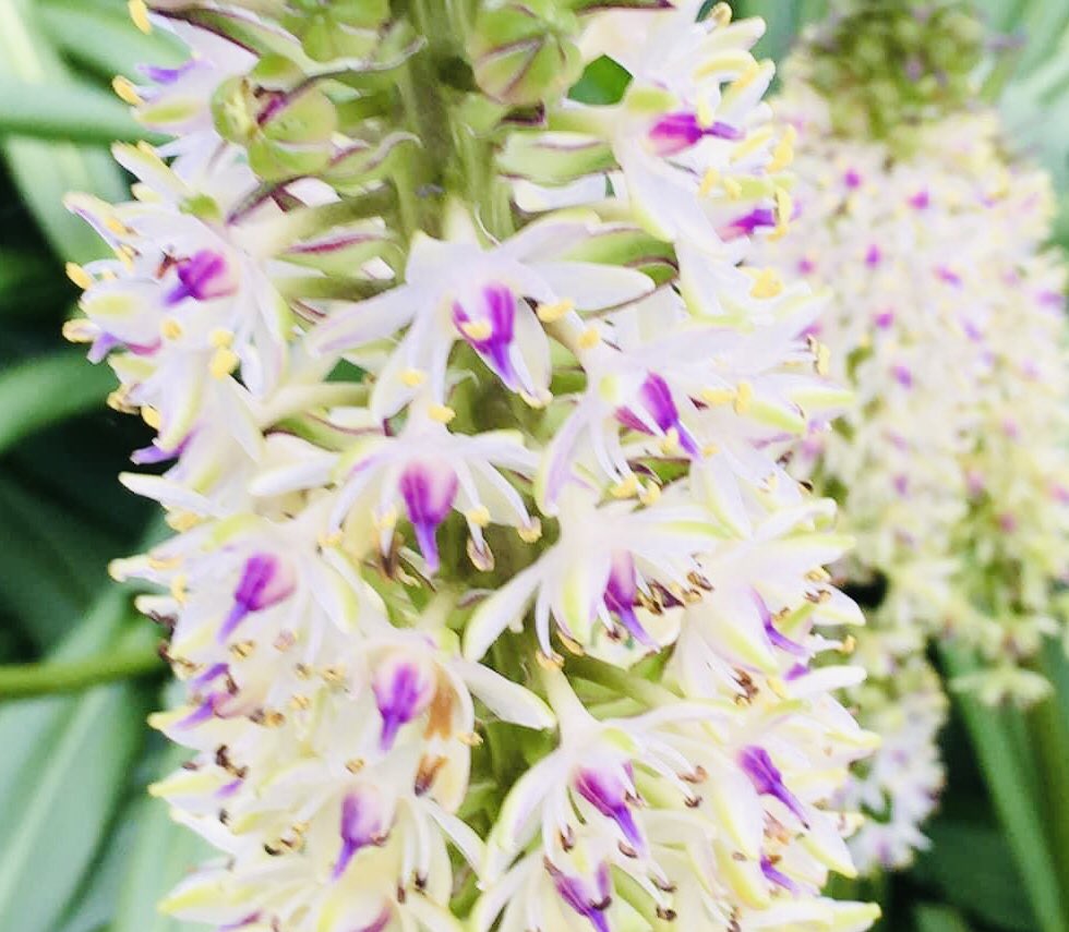 星型の小さな花 星型の小さな花