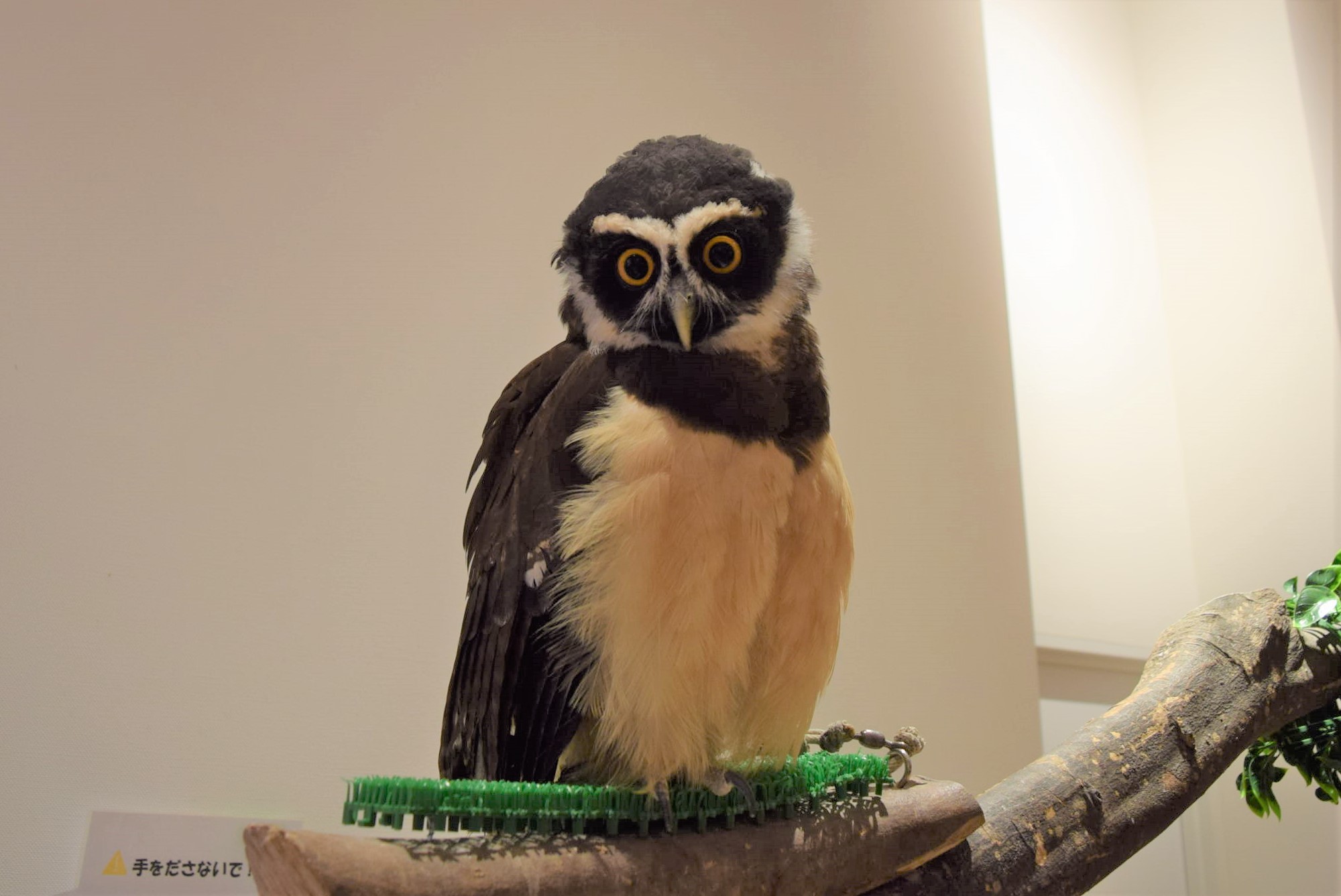 セブンパーク アリオ柏 Kabazoo で目が合ったフクロウさん 白と黒のコントラストが美しく 目の周りの縁取りがとても印象的 メガネフクロウという種類だと知り なるほどと納得しました 2f Kabazoo カバズー T Co 1mwp81gpxz T Co