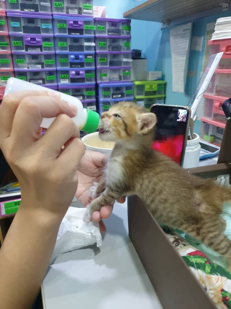 Someone abandoned a kitten at my friend's clinic 