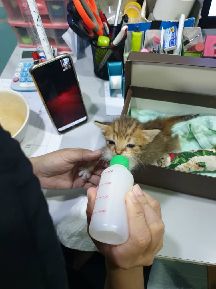 Someone abandoned a kitten at my friend's clinic 