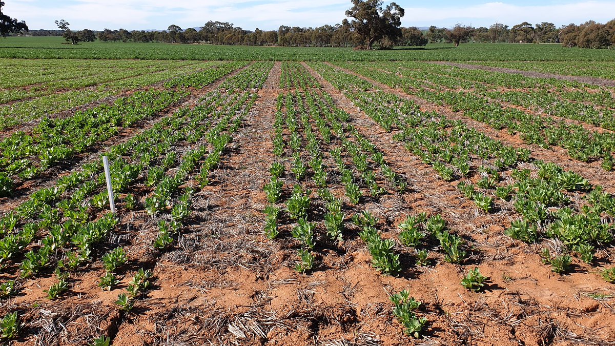 Sarah_Day_'s tweet photo. Range of #pulse #agronomy trials at Booleroo, including #intercropping, #canopymanagement and #diseasemanagement. #Fababean, in particular PBA Marne, look like they will be the first to flower. #southernpulseagronomy @theGRDC @GRDCSouth @SA_PIRSA https://t.co/GrezMVfAK6