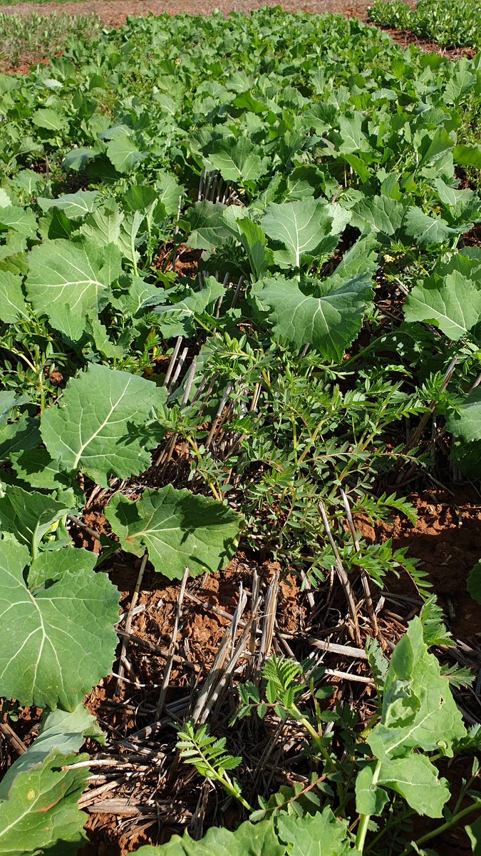 Sarah_Day_'s tweet photo. Range of #pulse #agronomy trials at Booleroo, including #intercropping, #canopymanagement and #diseasemanagement. #Fababean, in particular PBA Marne, look like they will be the first to flower. #southernpulseagronomy @theGRDC @GRDCSouth @SA_PIRSA https://t.co/GrezMVfAK6