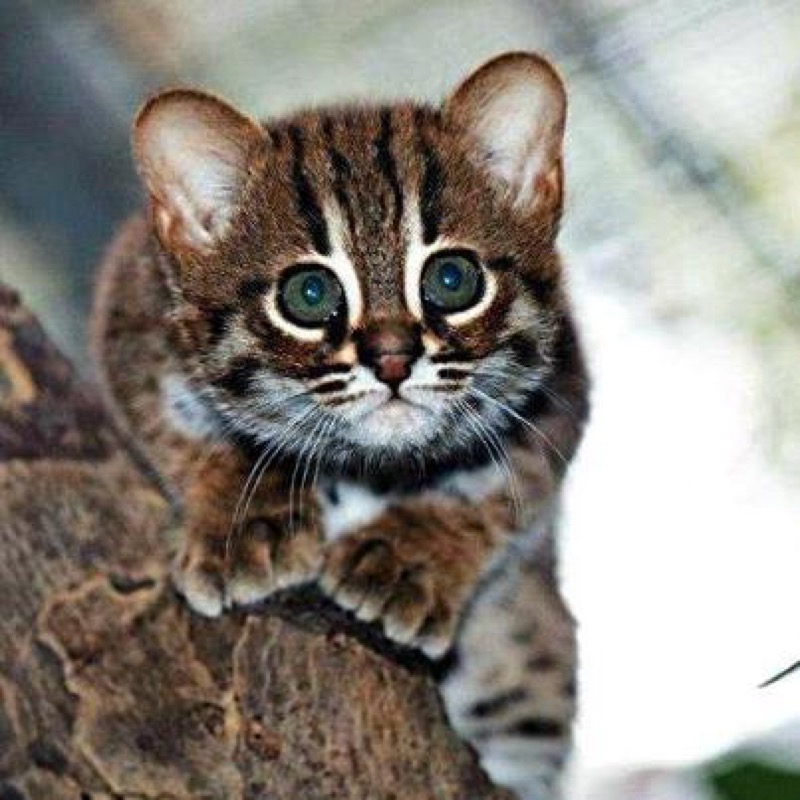 SarahHa06942483's tweet photo. Wild cats
Beautiful and dangerous predator https://t.co/nVJG0gpUSy