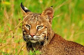 SarahHa06942483's tweet photo. Wild cats
Beautiful and dangerous predator https://t.co/nVJG0gpUSy
