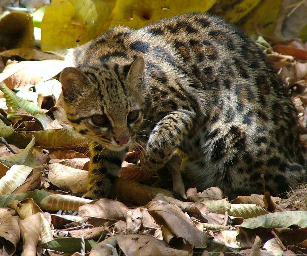 SarahHa06942483's tweet photo. Wild cats
Beautiful and dangerous predator https://t.co/nVJG0gpUSy