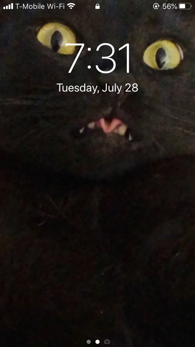 DorkMotion's tweet photo. @VidCon My lockscreen is the best 😂 

#CatsOfTwitter https://t.co/Sr3saDb3xW