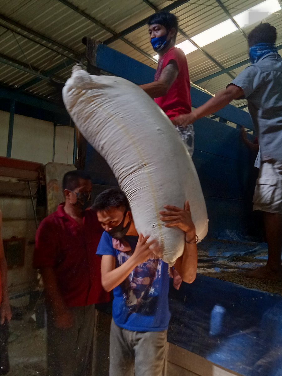 Proses bongkar biji hijau kopi (selanjutnya di sebut GB ya. Singkatan dr green bean).