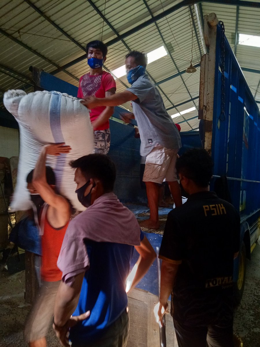 Proses bongkar biji hijau kopi (selanjutnya di sebut GB ya. Singkatan dr green bean).