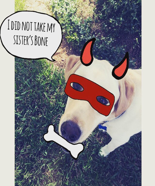 caringfurpets's tweet photo. I promise I’m a good girl 💕🐾💕🐶. I love my toys &amp; treats #lovedogs #doglover #petsitting #dogwalking #rescuedog #doglife #caringfurpets #allfurpets #doggenuis #thepetexperts #doglove #iSpeakdog #labradorretriever #dogslivesmatter #dogtraining #doggo #dogenrichment #labs 
 #dog https://t.co/G5yDDKXaLu
