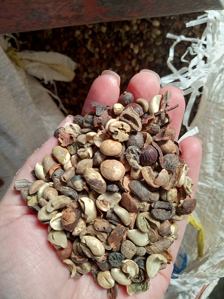 Ini sampah kopi dari hasil gravity table. Terlihat banyak sekali biji GB cacat.GB cacat ini umumnya di beli oleh UD daerah lalu di olah menjadi kopi bubuk yg murah