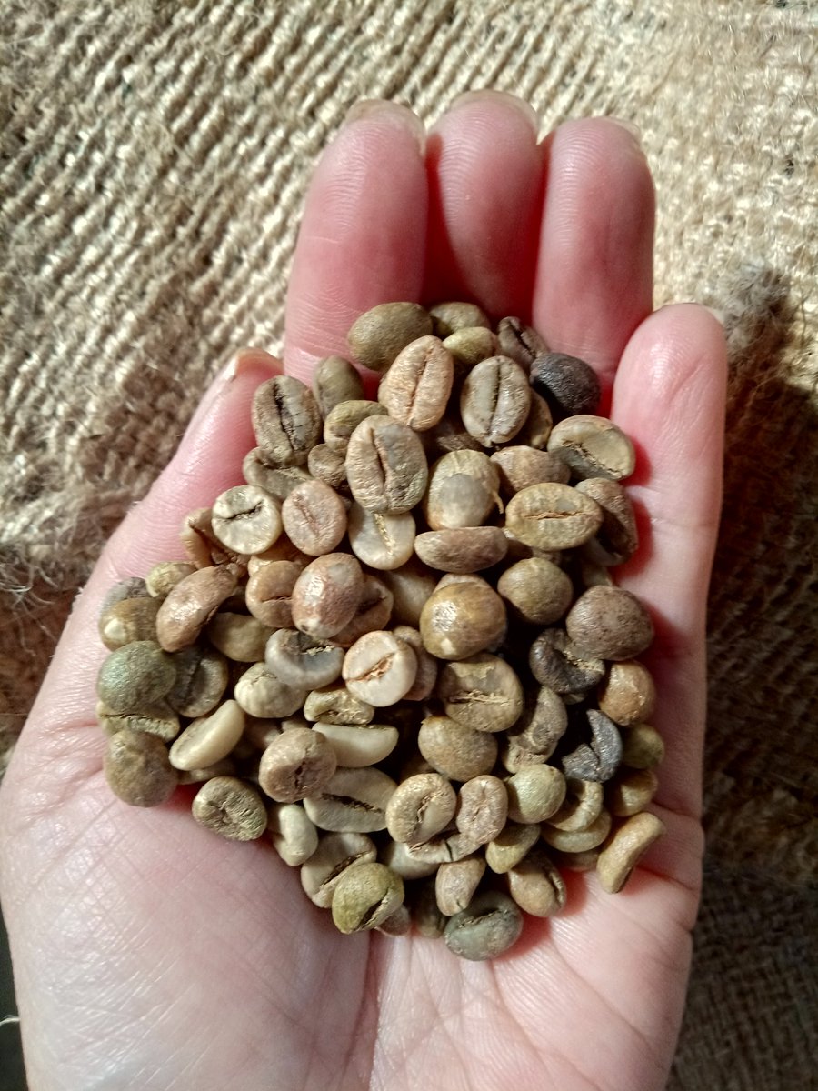 Ini contoh kopi yang akan di ekspor ke Jepang. Terlihat bijinya sempurna tidak ada cacat (kecuali biji hitam , di Indonesia belum ada GB color separator machine sih). Yg untuk di proses di Santos ukurannya lbh kecil dr ini. Yap, kopi kapal api sudah semakin memperbaiki mutunya