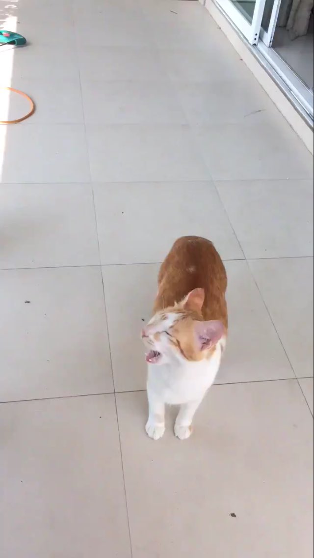 เอามาไว้หลบๆมุมเดี๋ยว2พี่น้องนี้เล่นซะคอหักอีก🤣🤣🤣สวัสดีวันพุธครับผม☕️☕️