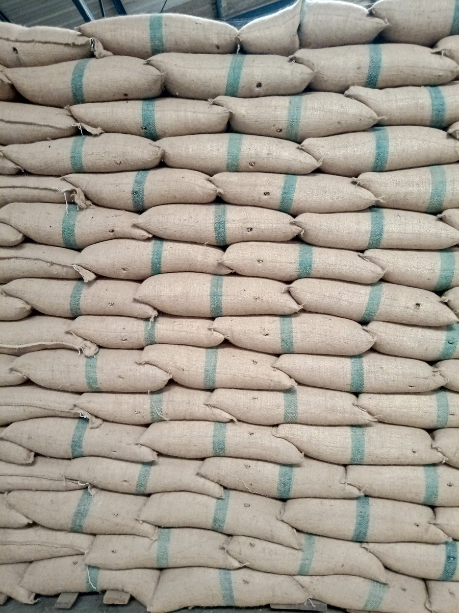 Ini dia karung2 kopi yg ada di gudang, siap utk di ekspor ke Jepang. Lihat deh setiap karung pasti ada bolong. Itu adl bekas tusukan utk mengambil sample. Jadi sample yg di terapkan di Sulotco adl 100% sampling karung utk menjaga kualitas.