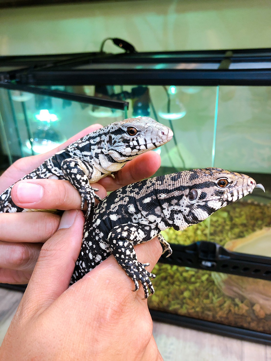 爬虫類ショップアンテナ 新入荷のお知らせ グリーンイグアナ 赤青黄の信号機 レッドアルビノ ブルー アルビノがそれぞれ少数入荷しました 今のところバタつくこともなく素直にハンドリングできる良い子達です 温度と紫外線の要求量が高い種類