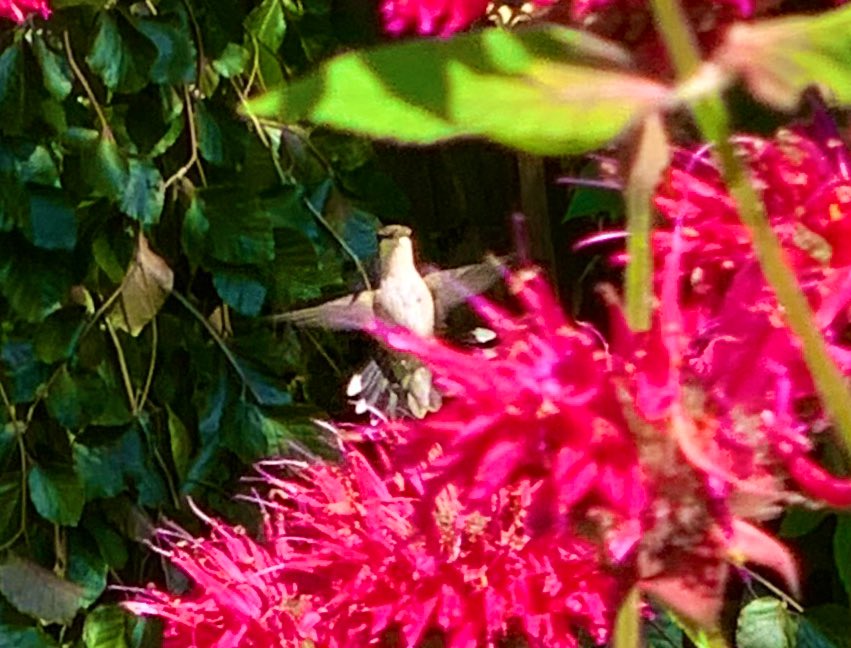 Northquahog48's tweet image. 💜 @nowin2613 @Nataya @stemeakabrunson @sidecar542 @lita_meza13 @beckythecyclist @Northquahog48 @Leslieks @michelea2204 @rini6  @TuftThomas   #twitfam It’s like he was looking right at me.