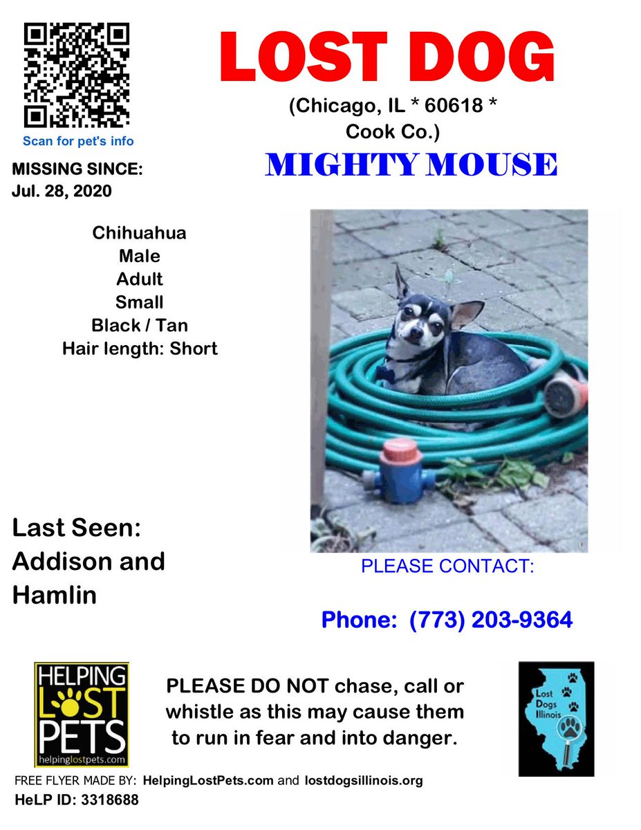 onetailatatime's tweet photo. Avondale/Irving Park friends! One of our foster pups got loose during transport near Addison and Hamlin earlier today. Please be on the lookout for Mighty Mouse! 

Do not chase, just call (# on flyer) or message with any sightings! 🙏 cc: @LostDogsIL @CDRosa https://t.co/qN8t7wYNQC