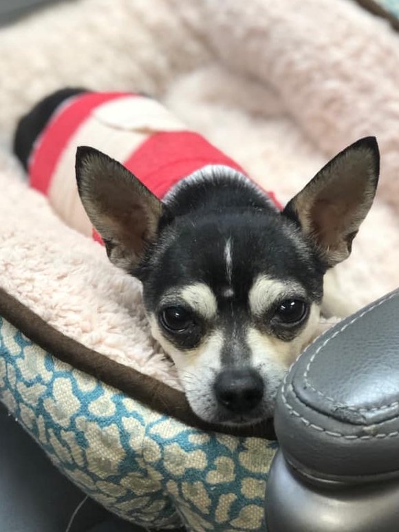 onetailatatime's tweet photo. Avondale/Irving Park friends! One of our foster pups got loose during transport near Addison and Hamlin earlier today. Please be on the lookout for Mighty Mouse! 

Do not chase, just call (# on flyer) or message with any sightings! 🙏 cc: @LostDogsIL @CDRosa https://t.co/qN8t7wYNQC
