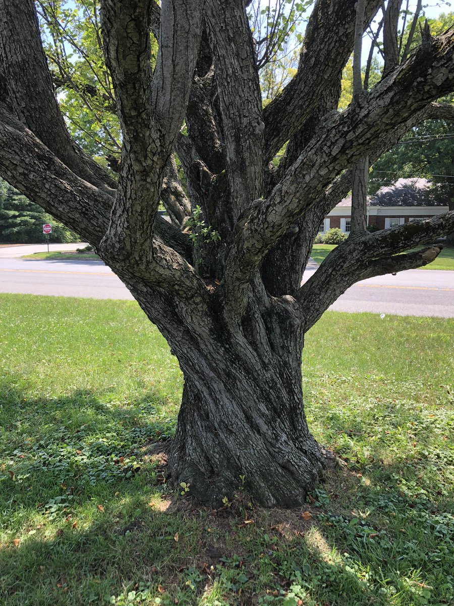 sweetpupsinc's tweet photo. Can you find the hidden dog? https://t.co/KXygYwngTf