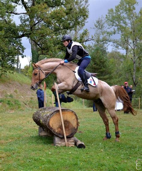 5- Trec : Saut d'obstacles mais avec des obstacles naturels et une plus longue durée