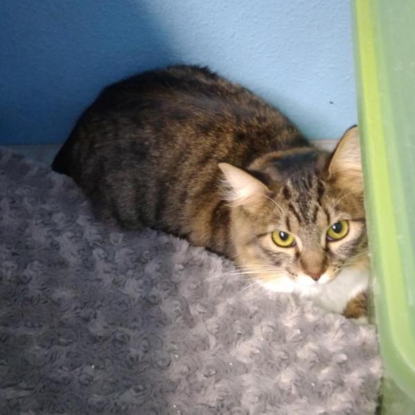 HAVLV's tweet photo. Say hello to Sophia. 
This 9-month old spent most of her young life on the streets. Now, this gorgeous fluff ball is safe and loved at the Cat Cottage. She's spayed, microchipped, UTD on vaccines, and loves treats! info@heartsalivevillage.org #adoptablecat #animalrescue #LasVegas https://t.co/gidqV7jJS1