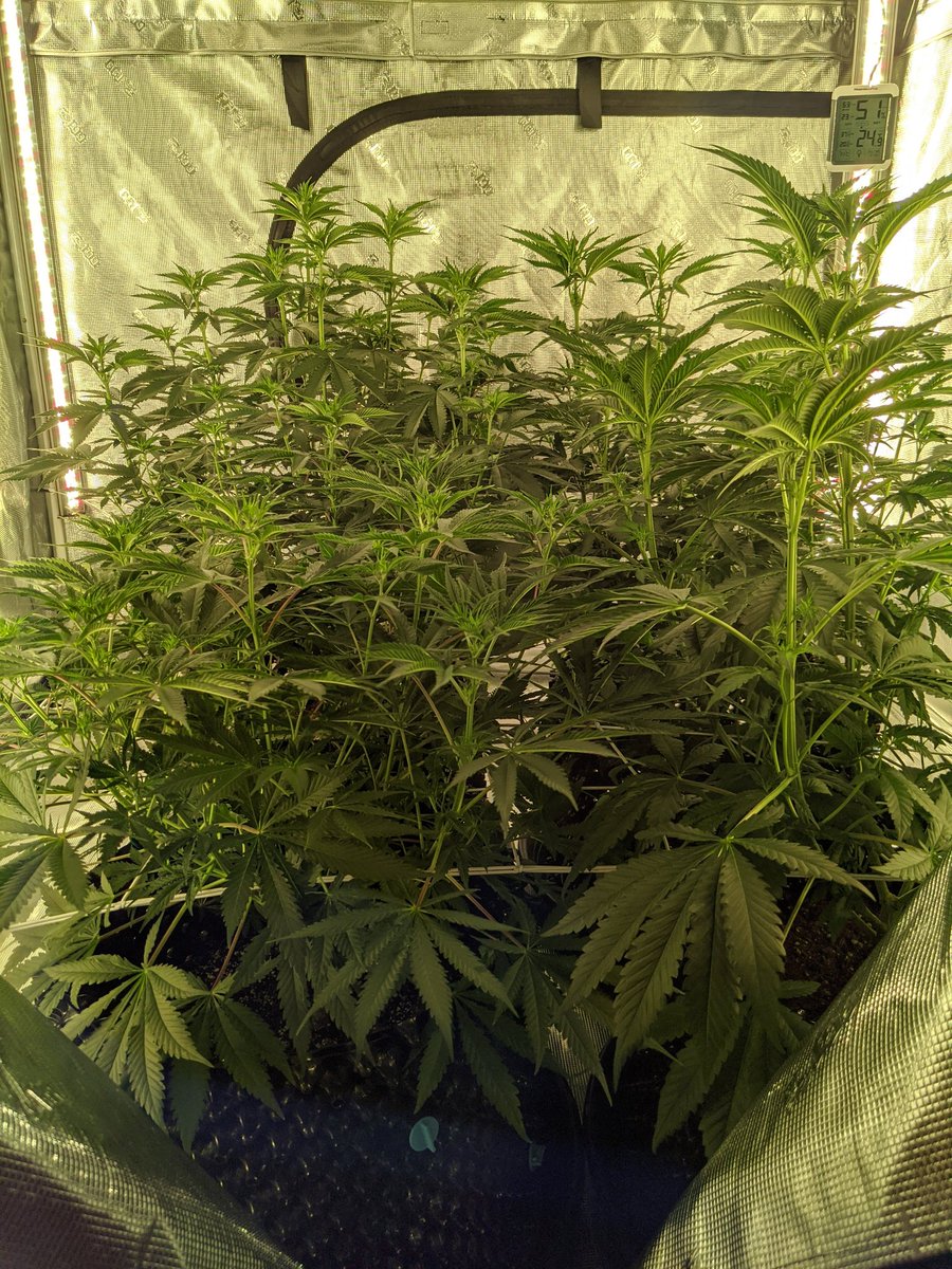 0b1nr4y's tweet image. End of week 1. Week 2 starts tomorrow 🌱