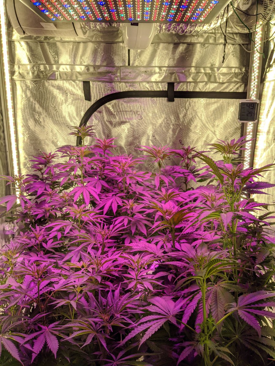 0b1nr4y's tweet image. End of week 1. Week 2 starts tomorrow 🌱