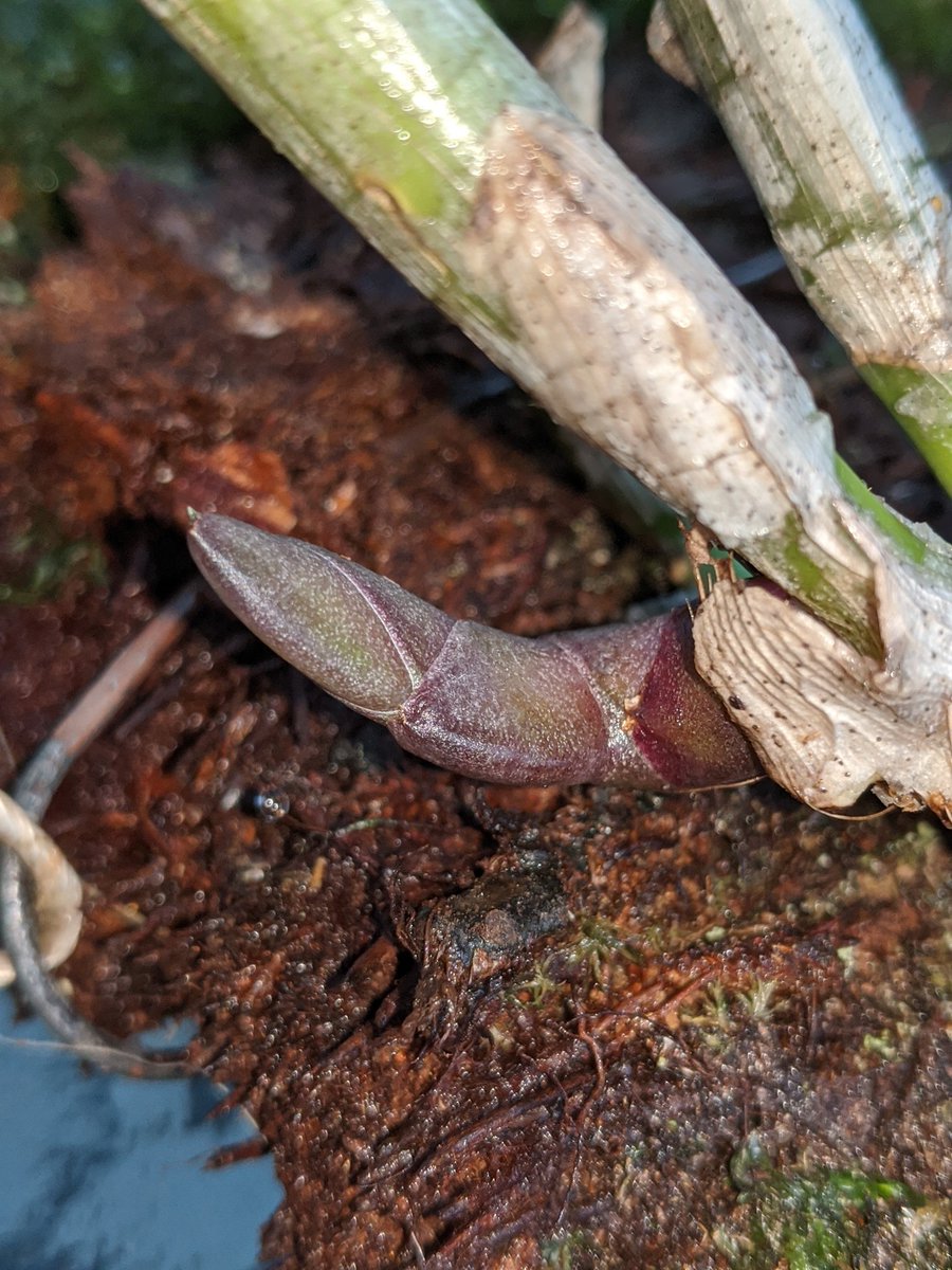 mertbirdwater57's tweet photo. There's something happening here. What it is ain't exactly clear.
🎼 . This unidentified orchid may be producing flower spikes.
🥳💃🏼⛈️
Creo que mi orquidea, quien sabe que es, va a florear finalmente. Estoy emocionada. 🌟💃🌟 https://t.co/v1D8XtJGb4