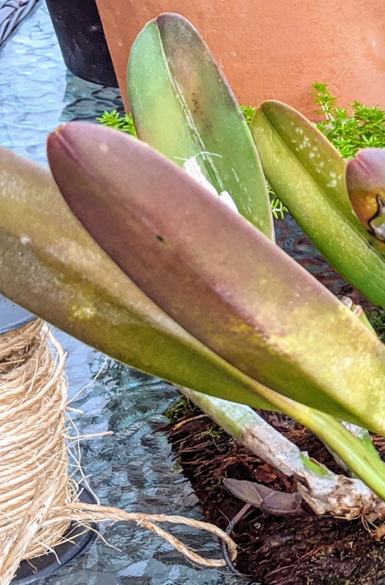 mertbirdwater57's tweet photo. There's something happening here. What it is ain't exactly clear.
🎼 . This unidentified orchid may be producing flower spikes.
🥳💃🏼⛈️
Creo que mi orquidea, quien sabe que es, va a florear finalmente. Estoy emocionada. 🌟💃🌟 https://t.co/v1D8XtJGb4