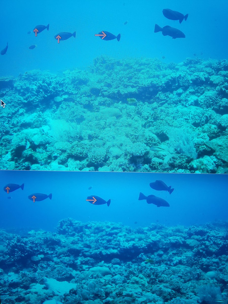 DiverDarien's tweet image. Data collection for my PhD project is well underway this summer. 3D video fish tracking, from off the coast of Madagascar. 30 videos, each 1-2 hours long. Over the next few years the goal is to get videos in Hawaii and Mo&apos;orea, and expand as funding allows. #FishBehavior