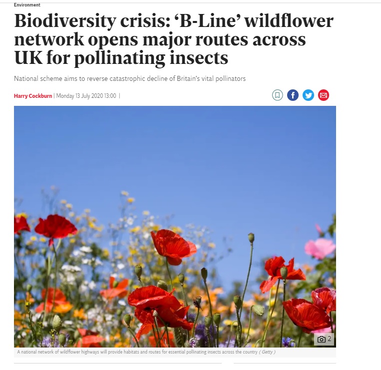 13/n I get the fact that B-lines make fantastic headlines, but by insisting on pretty flowers, nectar and pollen, are we really educating people to the problem of biodiversity loss? Many of our insects rely on "non-pretty" plants & habitats - grasses, nettles, dead wood, sand...