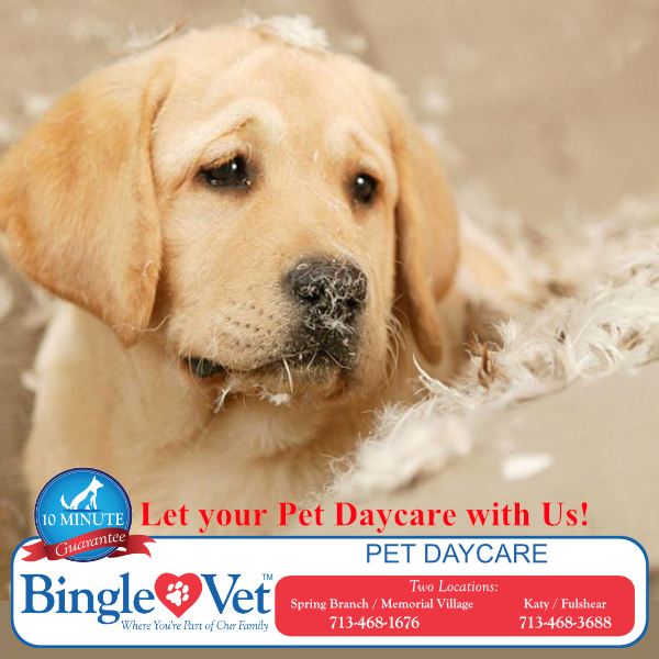 BingleVet's tweet photo. Let us keep your pet entertained at Bingle Vet during the day! #Daycare services for dogs and cats. 
https://t.co/aKMRyf6i5X https://t.co/PVLb3gVkV0