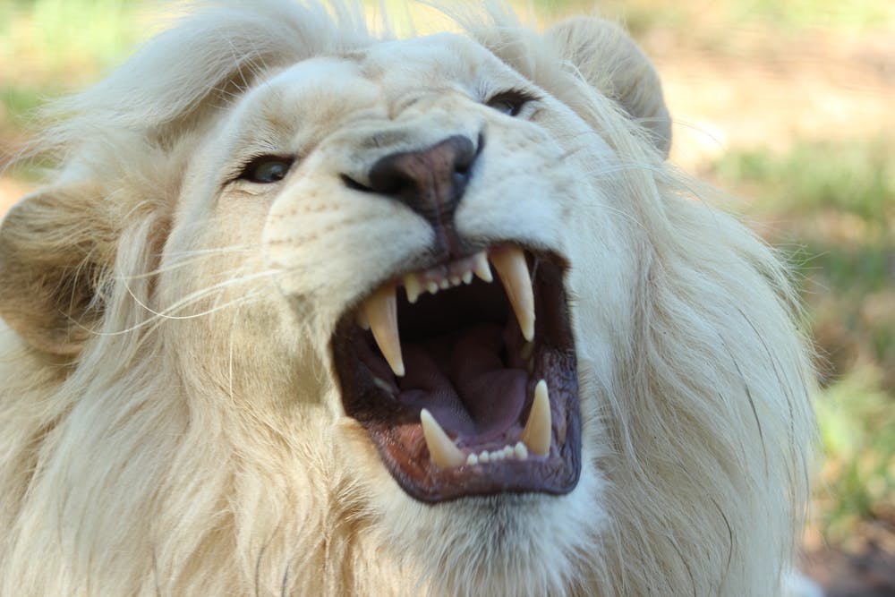 cat_dexx's tweet photo. Meowing Time Is Over, It's Time To Roar! @RunawayProduct1 @marlawhite @LMPousette @DeeVeeRed https://t.co/SeaKt2tBmL