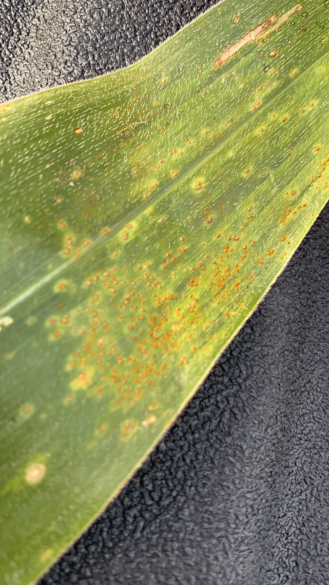 Getting easier by the day finding southern rust.  Look down not up. Finding from two leaves below ear leaf to two leaves above. Un-sprayed April/May corn as well as June corn. So far found in Perry, Jackson, Randolph counties. June corn will be most vulnerable