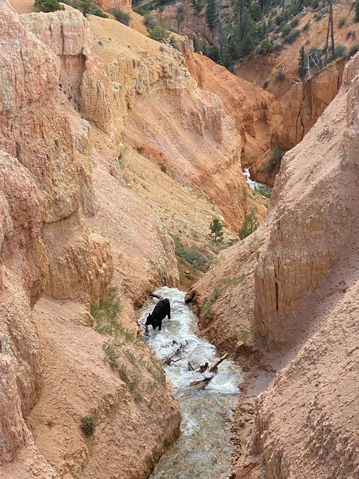 fox13's tweet photo. The Garfield County search and rescue team had a unique mission today as they responded to a stranded young cow that had fallen down a steep, narrow canyon.

Story: https://t.co/rk4fzfxuS4

(Photos courtesy Garfield County Sheriff Danny Perkins) https://t.co/9EoBZzdWDs