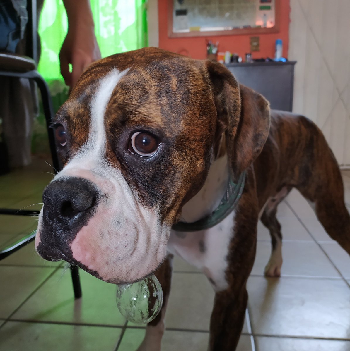 3Mosqueperros's tweet photo. He looks so cute! 🐾🐶

#boxer #boxerlover #boxerdog #boxeroftheday #boxerlove #cute #pets #puppy #bubble #mike https://t.co/rxMOIrm0BO
