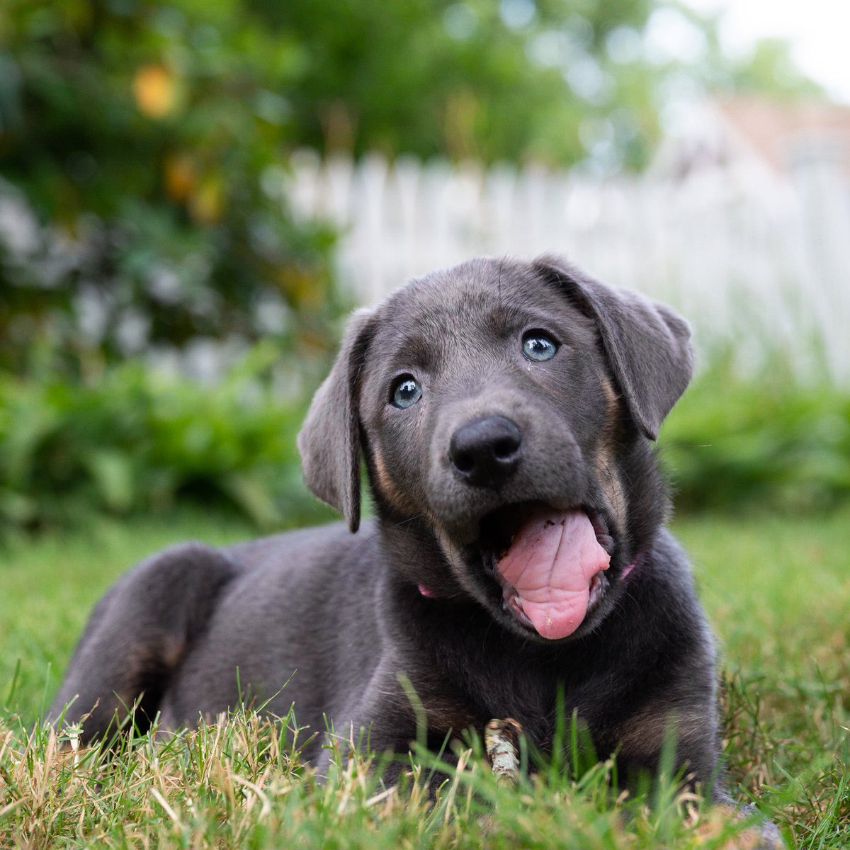 Lulu, Silver Lab (9 w/o), Woods Hole, MA • “She’s figured out the treat position. And she knows ‘if I pee outside I get a treat’.”