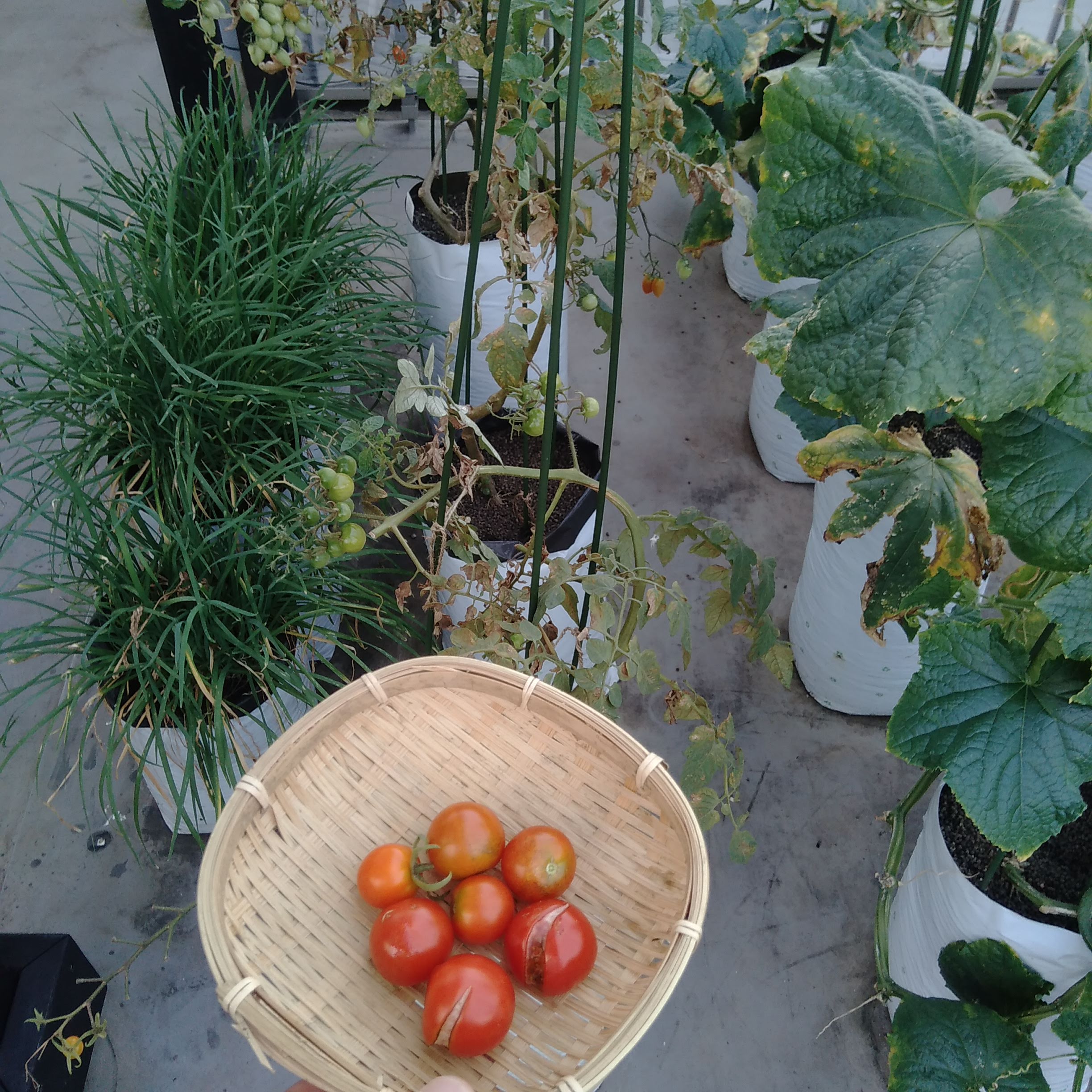 Twitter 上的 袋栽培のtheskyfarmers ついに力尽きました 今シーズンもごちそうさまでした 袋栽培 Plantgrowbags ミニトマト シュガーランプ アタリヤ 収穫 家庭菜園 ベランダ菜園 プランター Theskyfarmers T Co Qqyu1cs8wa T Co
