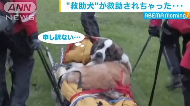 ライブドアニュース その後元気に 救助犬 セント バーナード 登山中に救助される イングランド T Co 8xbvr2f71r 登山の途中で疲労の兆候を示し 全く動けなくなったという 駆け付けた救助隊に担架で運ばれ 山を下りた