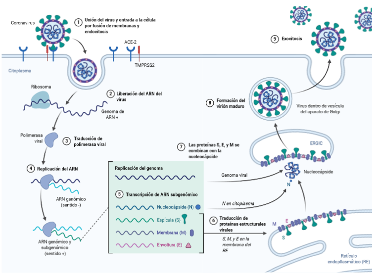 Les dejo un esquema sobre cómo el SARS-COV-2 actúa, se pueden ver todos los pasos:1. Como la célula lo logra reconocer2. Entra3 y 4. Se desarma y comienza a multiplicarse5. Se arman nuevos virus listos para invadir otras células6. Salen y destruyen la célula hospedera