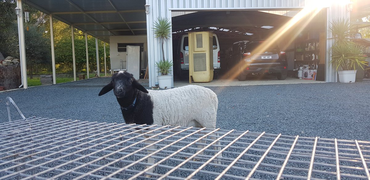 PH_Biosecurity's tweet photo. Unfortunately not our chosen target but this pet sheep showed the space within our fox cage traps well. All 15 traps are known to landholders at the moment! Time to get some more. https://t.co/LMmg5Bhenh