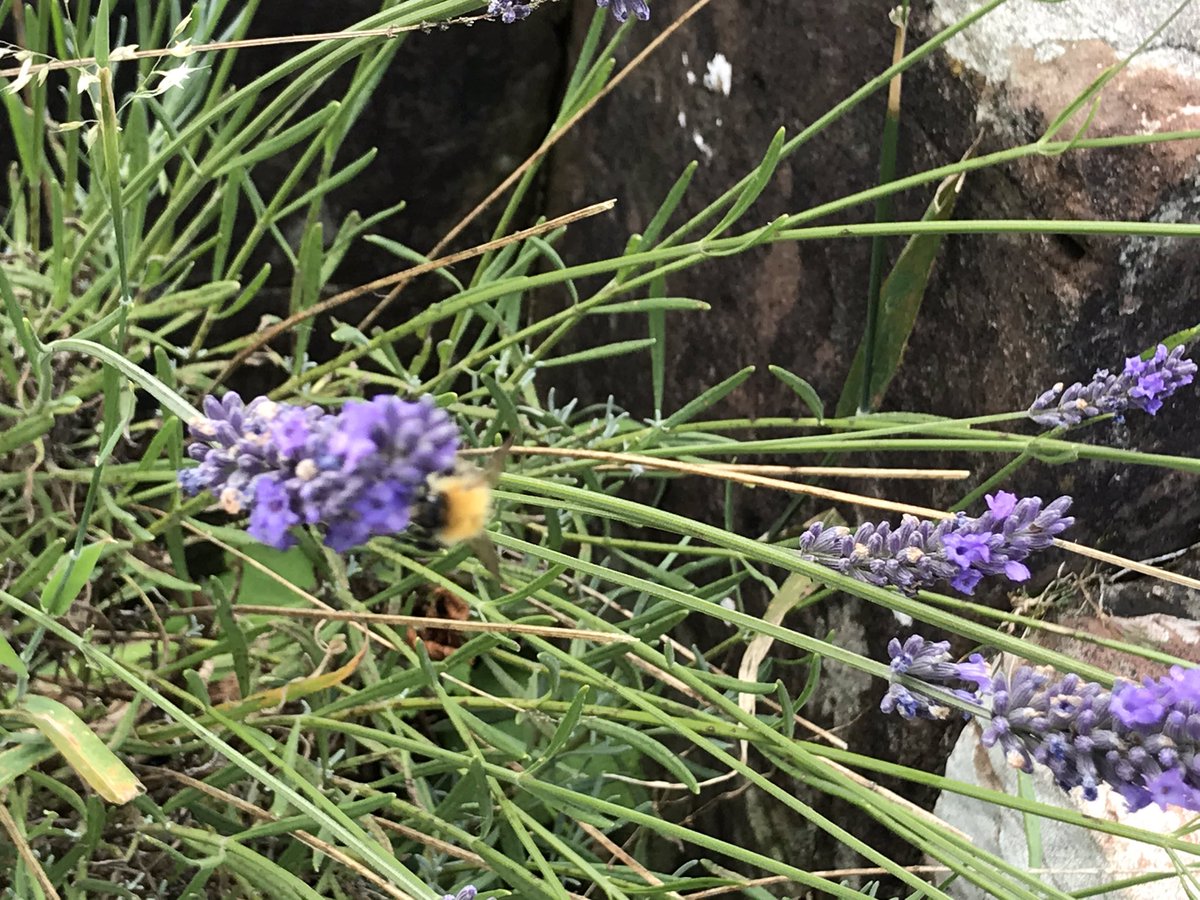 gilljep's tweet photo. @HelenWa59935921 lots of lovely flowers and creatures at #furnessabbey today #harebells #orchids #tortoiseshells #smallcoppers and #bees https://t.co/fEISl00LF8