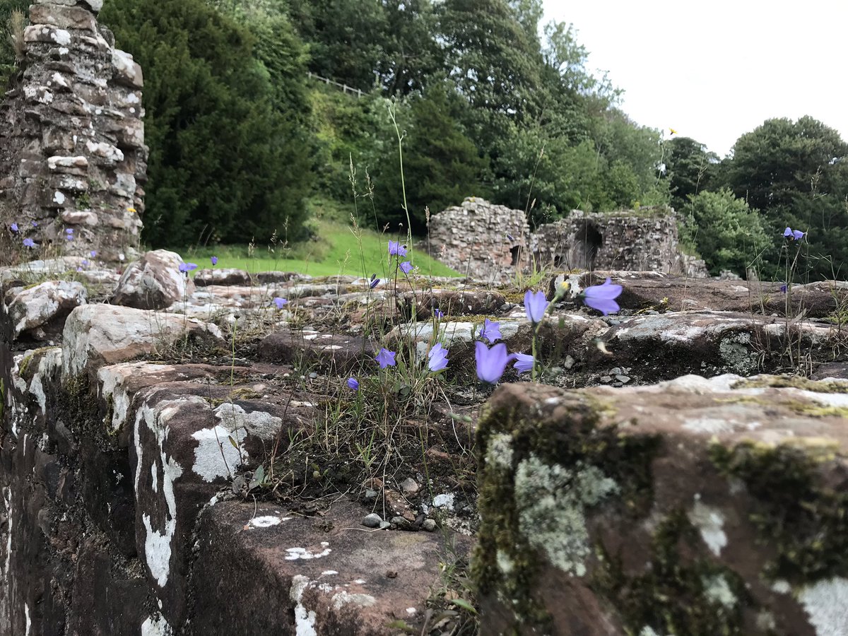 gilljep's tweet photo. @HelenWa59935921 lots of lovely flowers and creatures at #furnessabbey today #harebells #orchids #tortoiseshells #smallcoppers and #bees https://t.co/fEISl00LF8