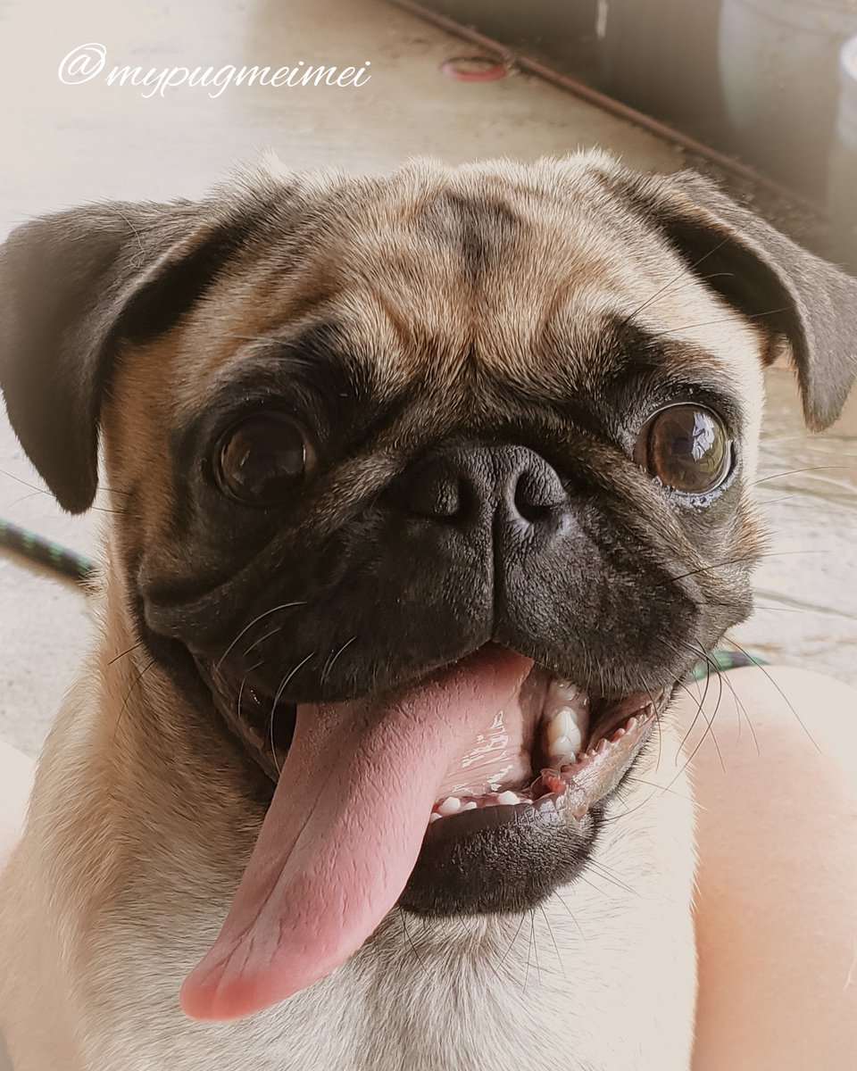 MyPugMeiMei tweet media